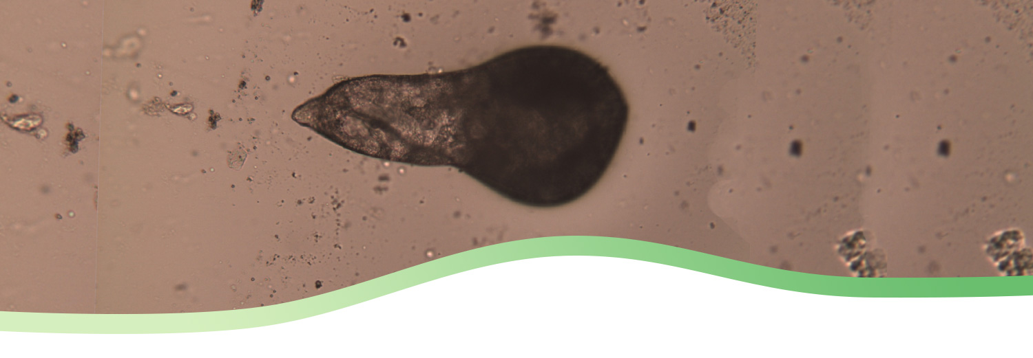 ingrandimento analisi nematologiche