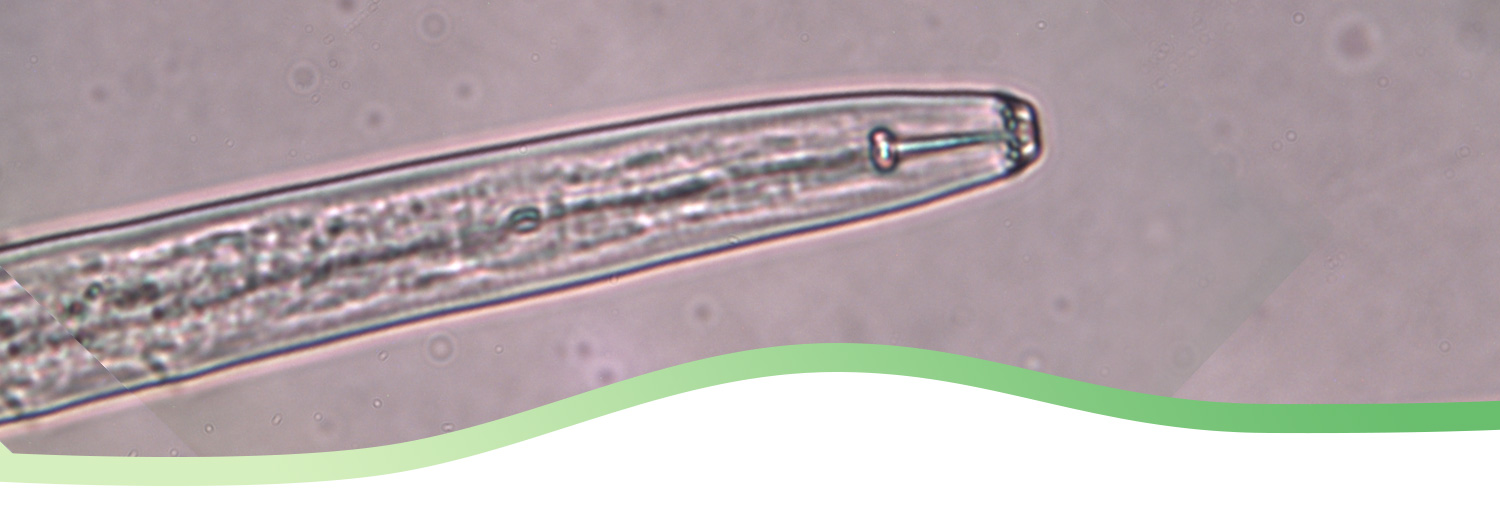 ingrandimento analisi nematologiche