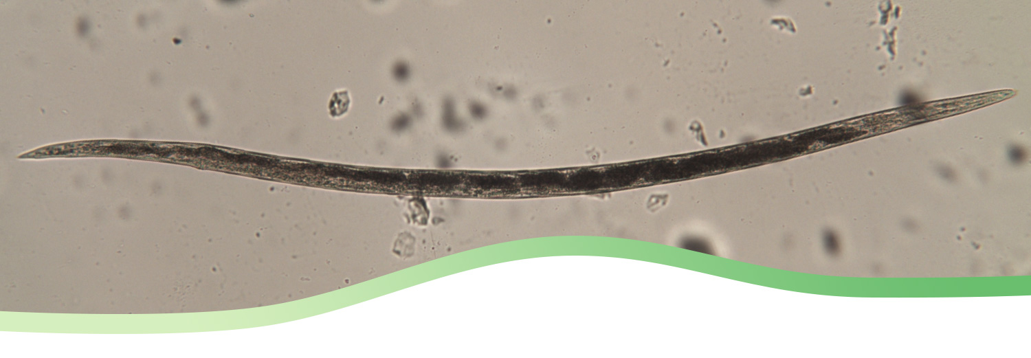 ingrandimento analisi nematologiche