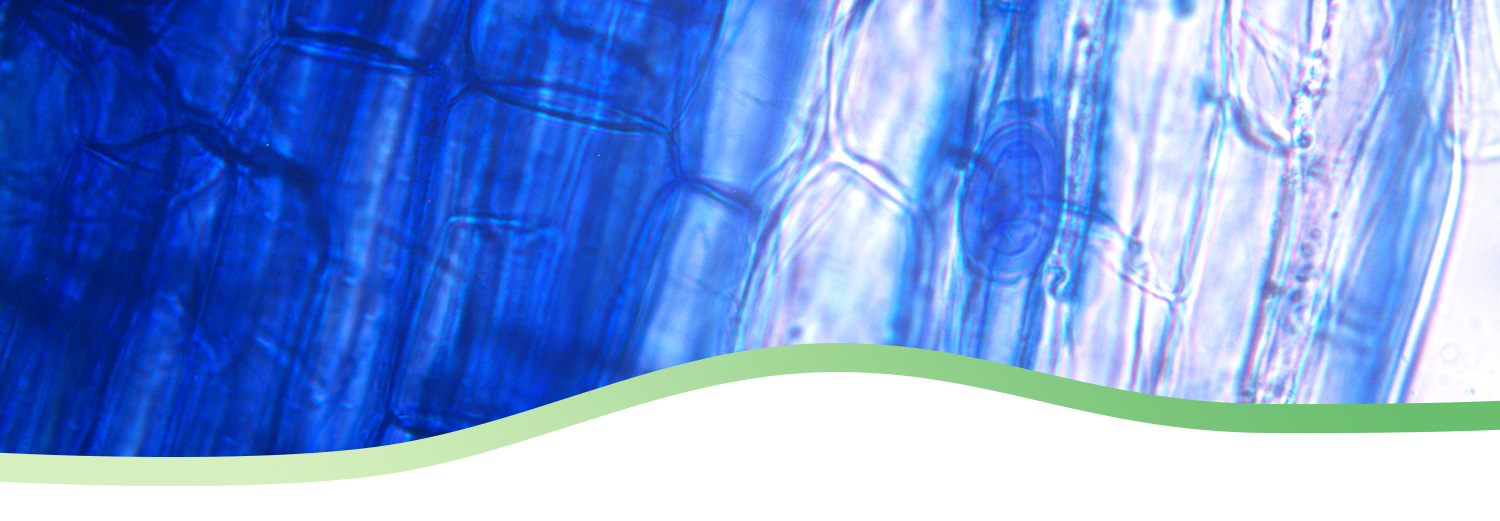 ingrandimento micorrize arbuscolari