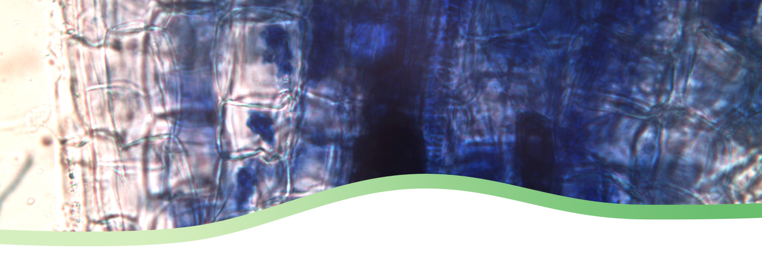 ingrandimento micorrize